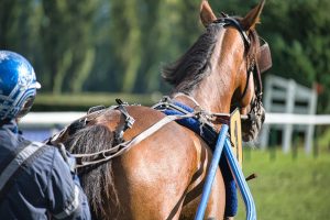 Top 20 Bangalore Race Course Betting: Complete 2026 Guide for Indian Players